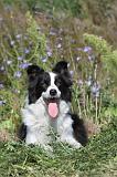 BORDER COLLIE 328